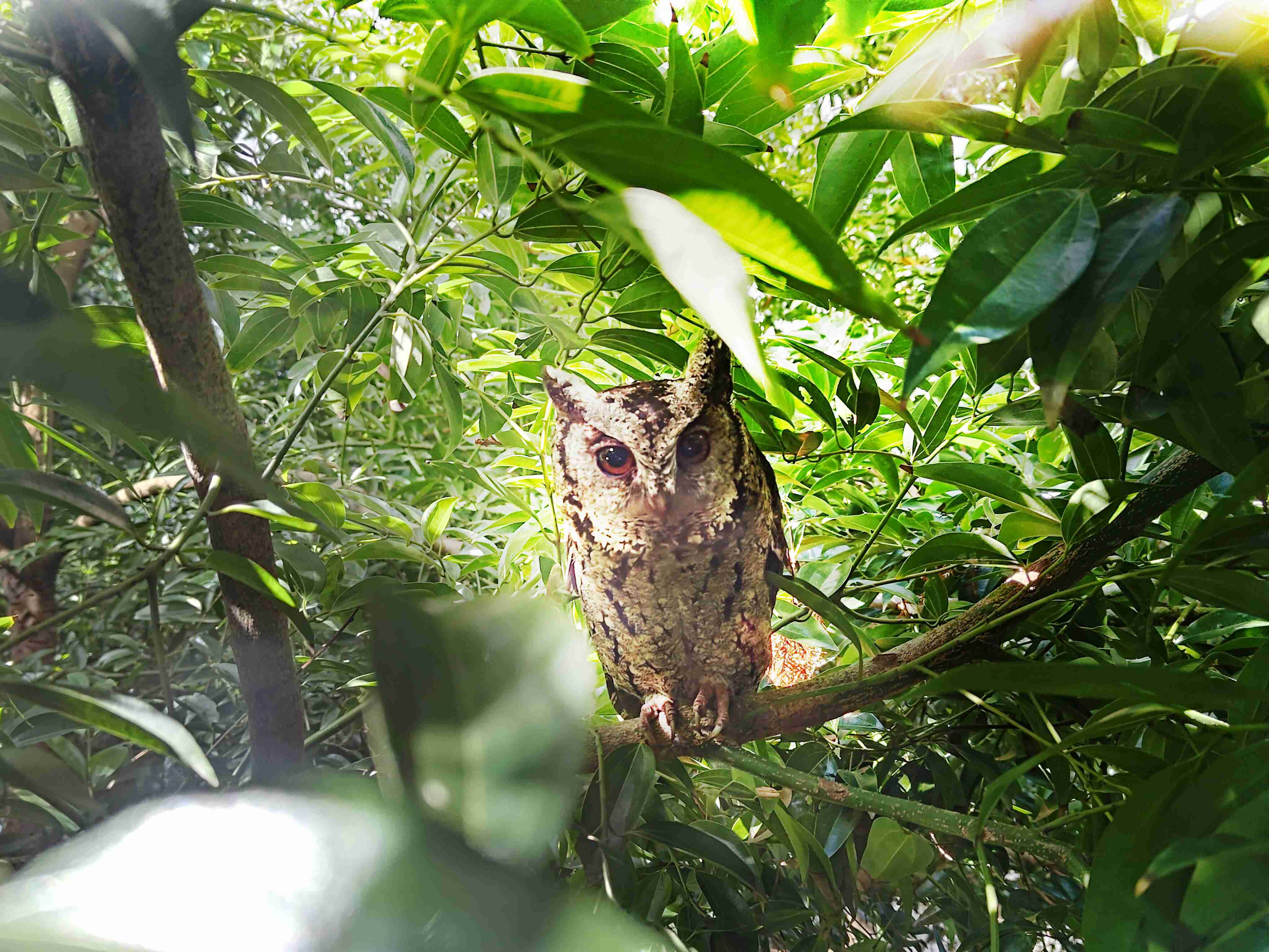 尊龙集团致力提倡净零绿生活，，16年以来在全球各厂区植树逾百万棵，，，造就各厂区树木蔚然成林，，，犹如森林工厂，，成为许多生物的栖息地